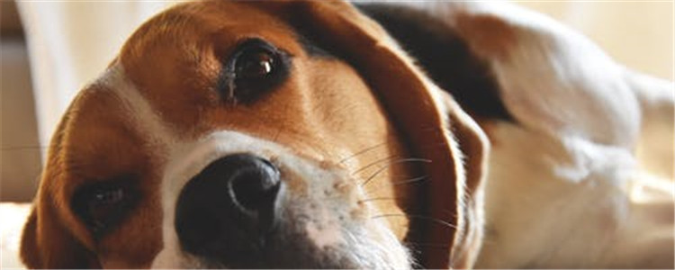 狗变老的特征是什么  你家的狗狗开始变老了吗