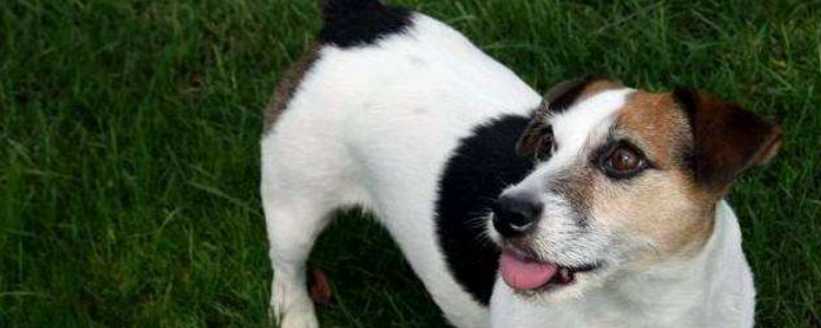 狗狗腿抽筋 这和人类的抽筋还是有所区别的，好好学学吧！