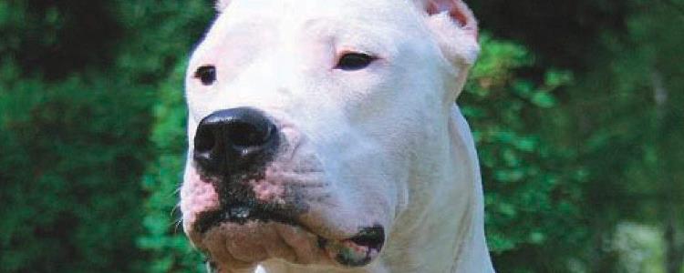 杜高主人打它会发火吗 惩罚狗狗最好不要体罚