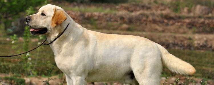 狗狗蛋蛋红肿是什么原因