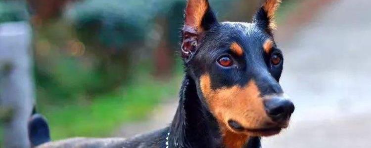 杜宾认几个主人 不要再听信谣言了！