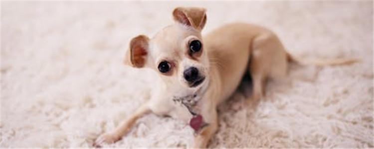 狗被骨头卡了该怎么办 如何采取正确的急救措施