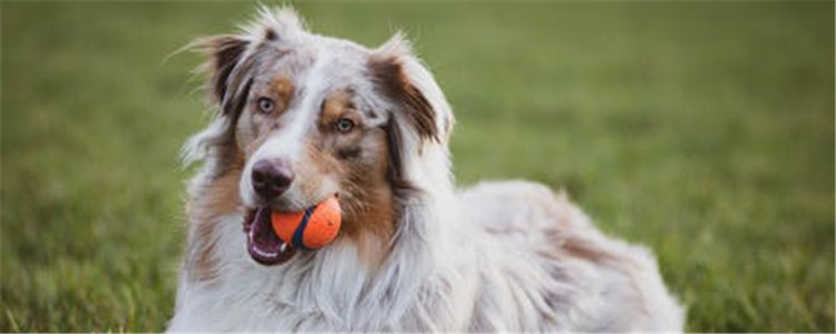 狗狗牙结石要怎么去除 一定要养成给狗狗刷牙的习惯