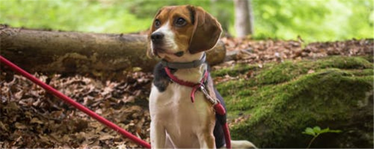 狗可以吃什么水果 狗可以适当的吃这三种水果