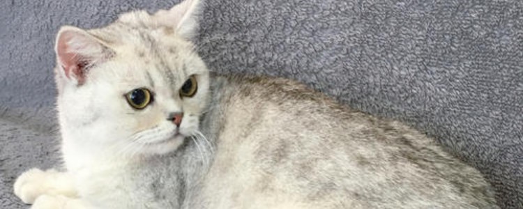 怎么让猫咪毛发变好 我来告诉你提高猫咪毛发质量的办法!