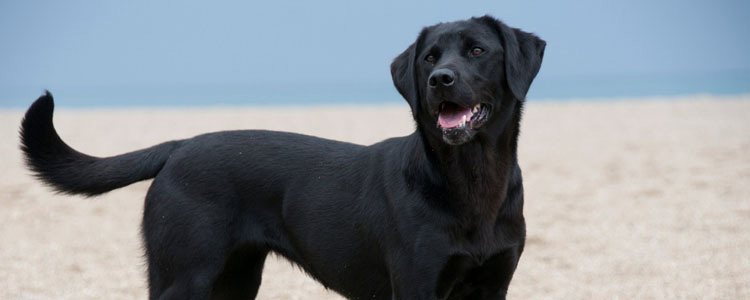拉布拉多的缺点有哪些 拉布拉多的五大缺点，看完后悔了！