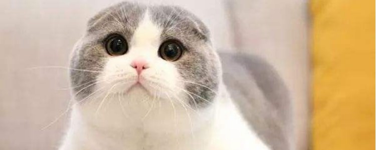 猫吃泡沫板能排出来嘛 这个肯定是不可能的，又不是分解器!