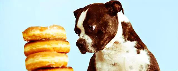 狗狗夏天饮食应该注意什么 饮食安全很重要