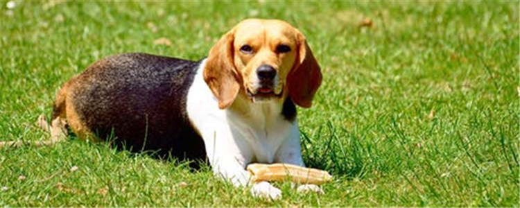 狗上火要怎么办 最好及时调整狗狗的饮食