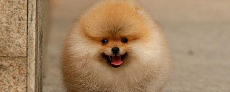 狗狗不愿意刷牙怎么办 三步轻松搞定狗狗