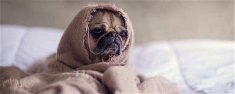 狗狗身上有静电怎么办 教你如何有效去除静电