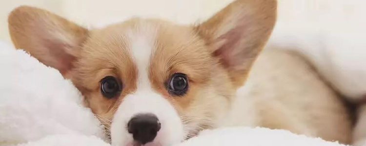 狗狗驱虫药怎么吃 狗狗驱虫那些事儿