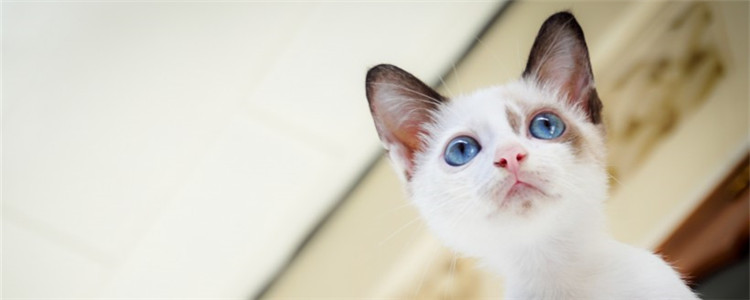 猫得肠胃炎的症状 肠胃炎和猫瘟有什么区别