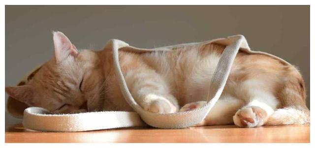 小猫声音沙哑叫不出声 你不知道的原因