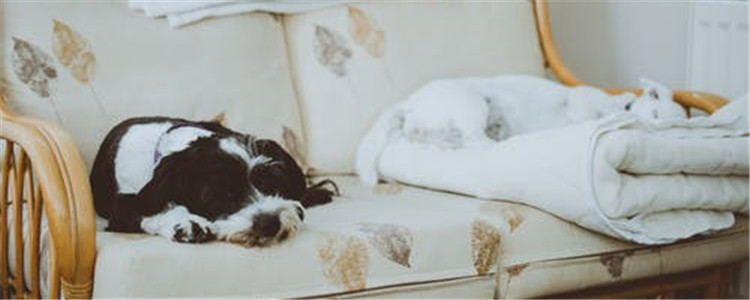 狗常见寄生虫有哪些 定期给狗狗驱虫很重要