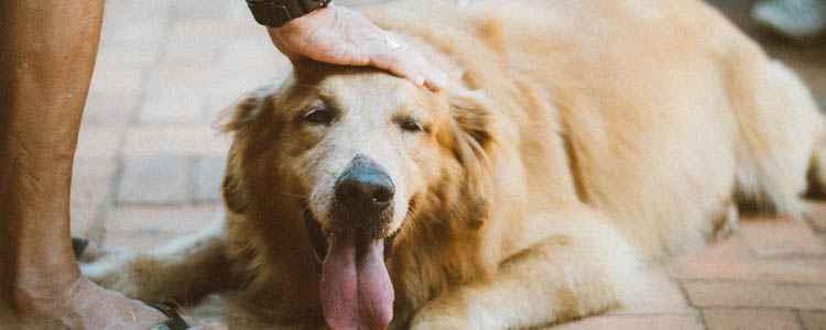 自己在家怎么给狗狗剪指甲 图解告诉你剪哪里！