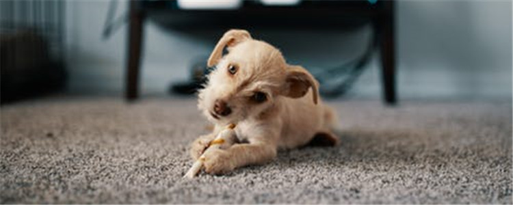 海藻粉有什么用 海藻粉和卵磷脂哪个好