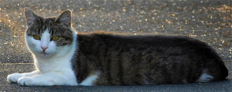 可以给猫吃西瓜吗 给猫吃西瓜要注意什么