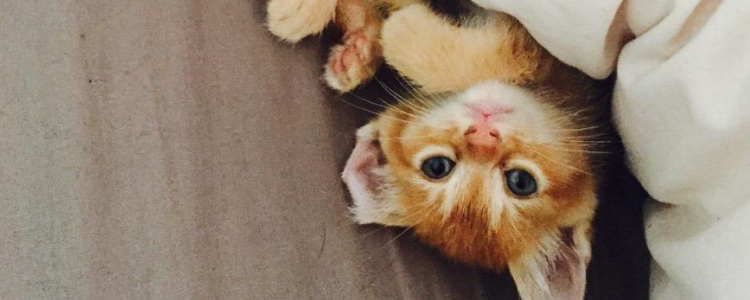 怎么抱猫不会被咬 天时地利人和一样都不能缺