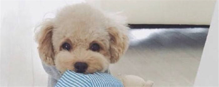 玩具泰迪多久定型 饲养玩具泰迪要注意什么