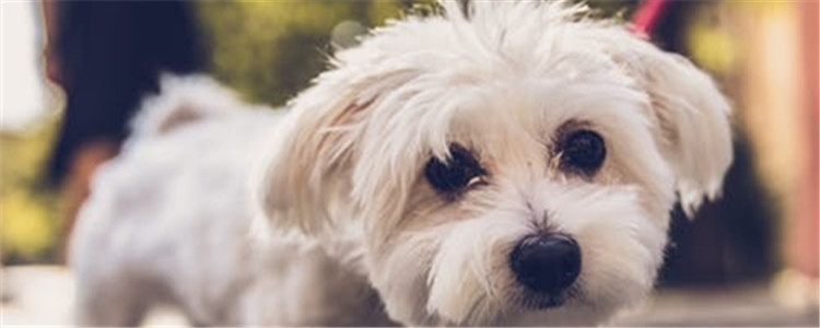 给狗吃生肉的坏处 为了减少麻烦 最好不要给狗狗吃生肉