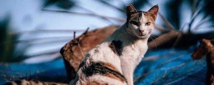 为什么有些流浪猫的耳朵有缺口 不是打架也不是虐待