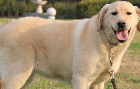 拉布拉多犬防小偷吗 答案一定让你惊讶