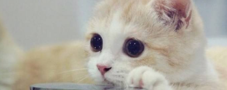 公猫叼小猫的原因 到底是敌是友