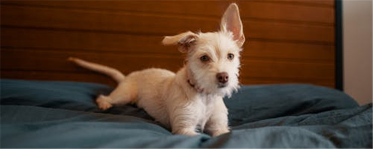 可以给狗吃菠萝吗 狗吃菠萝有什么坏处