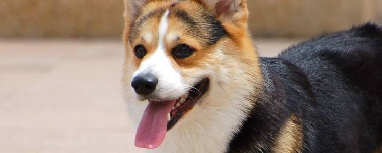 养狗会得病吗 听说狗还有致病效果