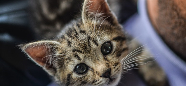 什么病人猫能共患 这三种疾病是最常见的