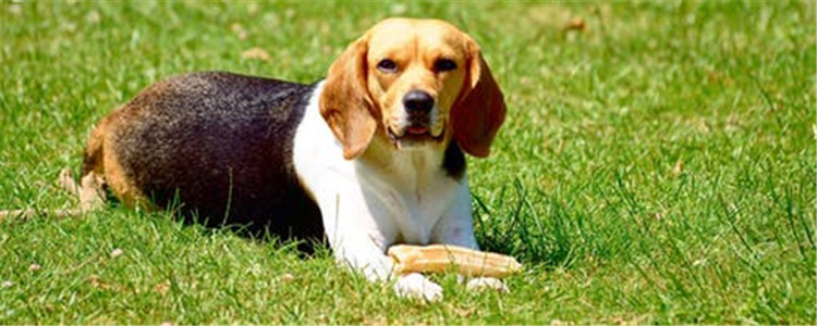 可以给狗喂食猪肉吗 给狗吃猪肉一定要煮熟