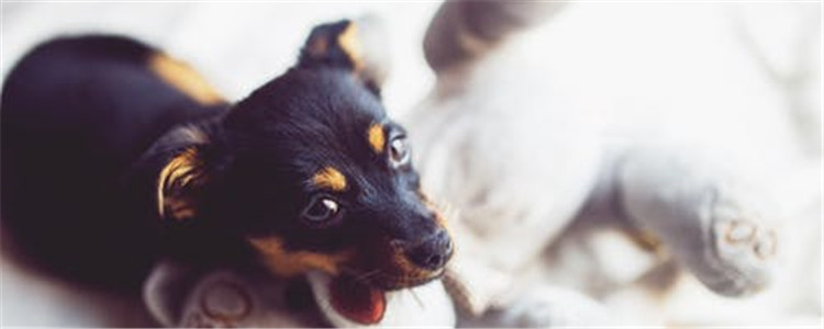 可以给狗喂食葡萄吗 狗吃葡萄有什么危害