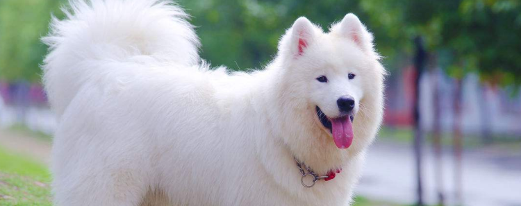 狗被蜜蜂蛰会自愈吗 这种想法你真的想过了吗?