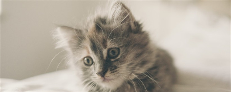 怎么帮助胖猫减肥 要让猫咪管住嘴迈开腿