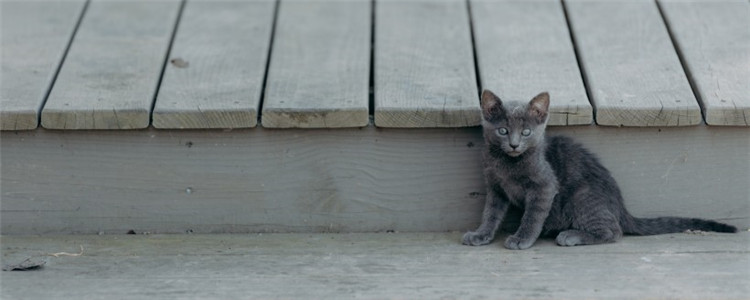 猫是怎么占地盘的 猫咪占地盘的三种方式有点意思