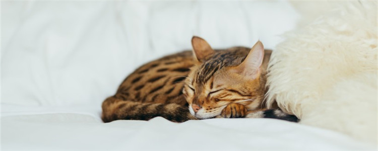 猫身上有跳蚤咋整 怎么清除猫咪身上的跳蚤