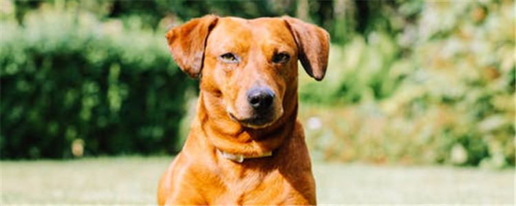 狗游泳有好处吗 狗狗游泳的好处原来有这么多