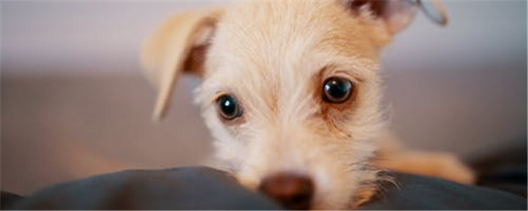 狗狗鼻子褪色是为啥 如何预防狗狗鼻子褪色