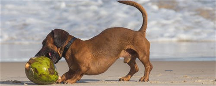 狗什么部位不能摸 这三个部位最好别乱摸