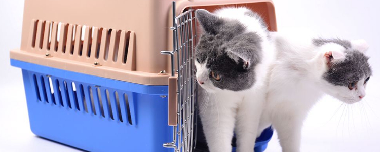 猫砂盆放在家里哪个位置好 猫砂盆摆放有讲究