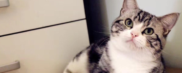 猫多久吐一次毛球正常 定期帮猫化毛也很重要