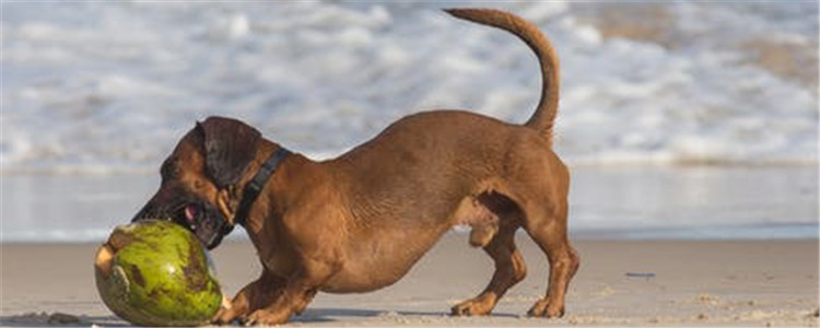 狗爱拆家咋整 如何教育狗才能不拆家