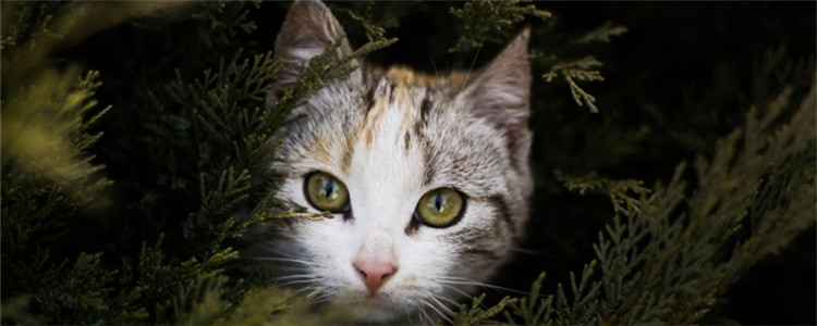 猫记仇该怎么办 如何挽回猫主子的心