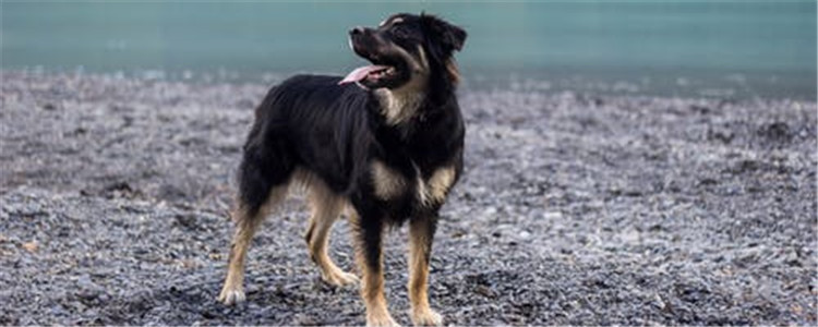 狗有头皮屑咋办 如何去除狗狗身上的皮屑