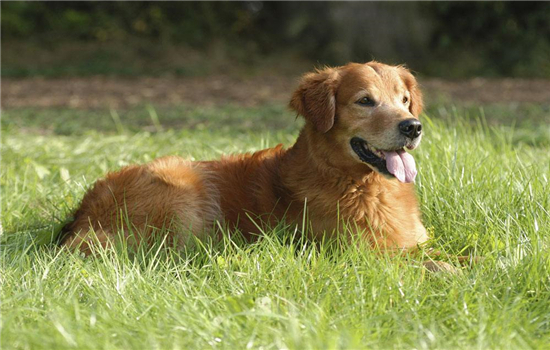 母犬為什麼會產後拉稀 狗狗產後體質虛弱要細心照顧啊！