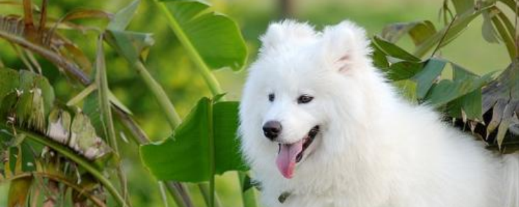 狗狗躁动不安一直哼唧 看看你家的狗狗哼唧的理由是哪个吧