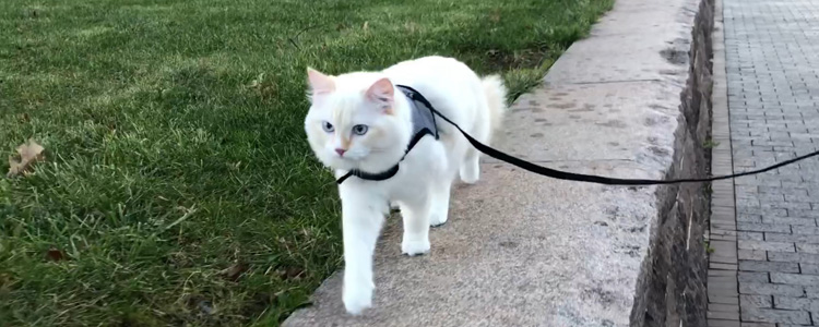 如何正确遛猫 遛猫更需要这些喵主子喜欢的方法