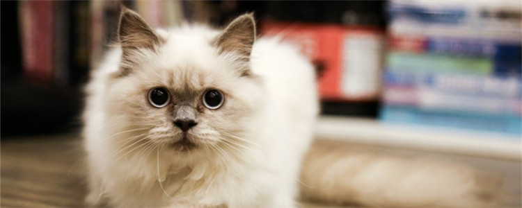 猫咪为什么会歪头 猫咪是想上演歪头杀吗