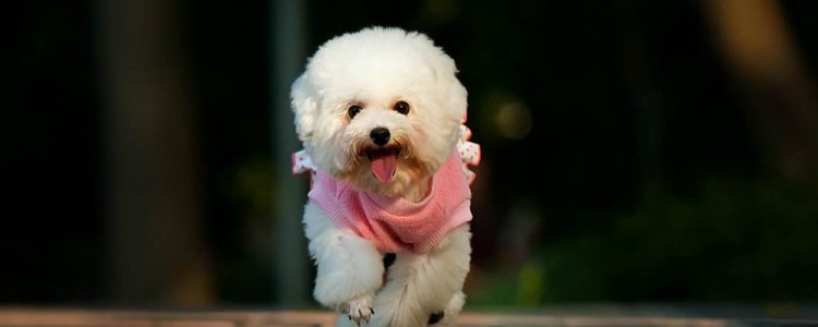 狗狗驱完虫一直挠 需要搞清楚一直挠的原因是什么啊!